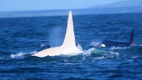 تصاویری نادر از یک نهنگ قاتل سفید