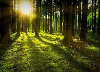 احیای جنگل ها، برترین راه حل طبیعی مقابله با بحران اقلیمی