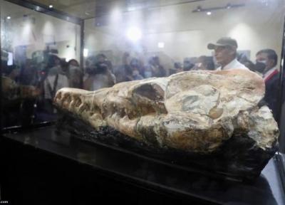 کشف فسیل نهنگ 36 میلیون ساله ماقبل تاریخ