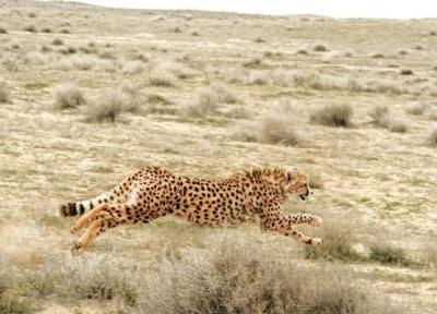 سریع ترین حیوان در ایران!